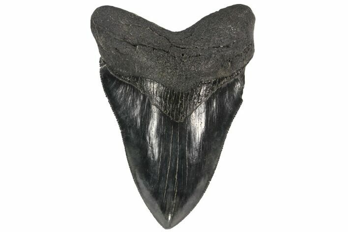 Serrated, Fossil Megalodon Tooth - Georgia #86277